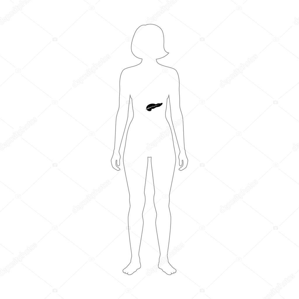 Vector isolated illustration of pancreas