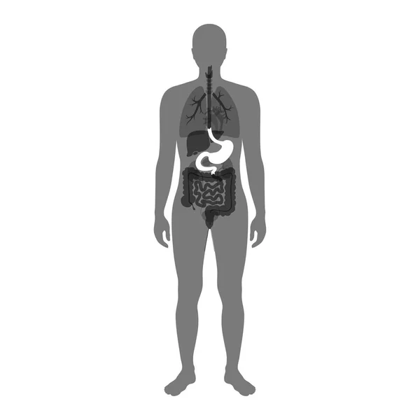 Illustration vectorielle de l'estomac — Image vectorielle