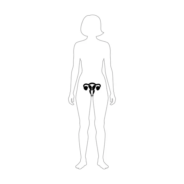 Weibliches Fortpflanzungssystem — Stockvektor