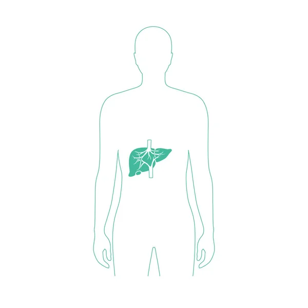 Ilustración vectorial del hígado — Archivo Imágenes Vectoriales