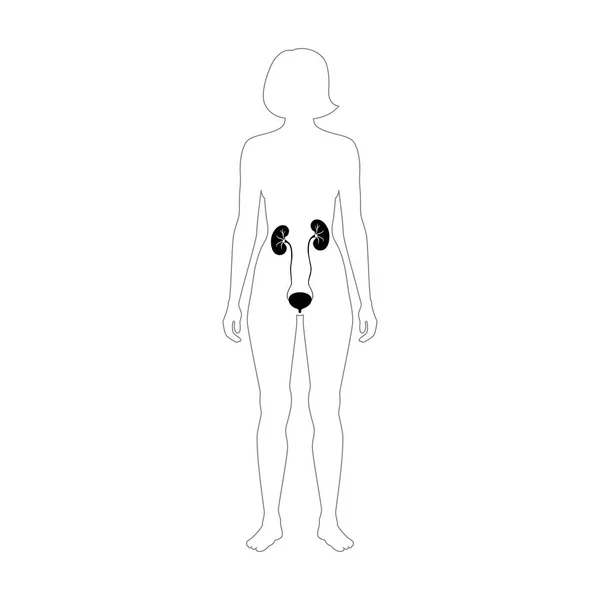 벡터 일러스트 레이 션의 신장 — 스톡 벡터