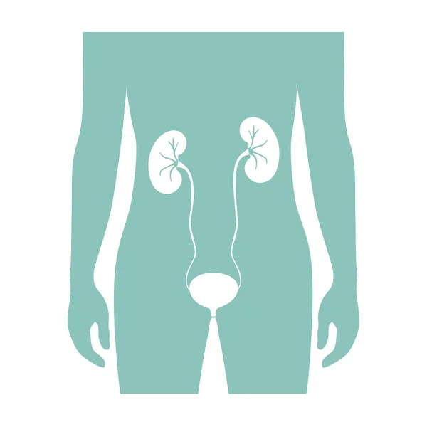 Ilustración vectorial del riñón — Archivo Imágenes Vectoriales