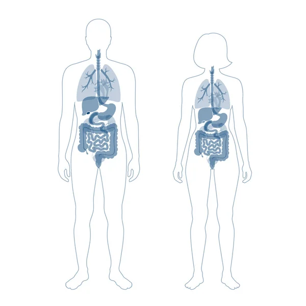 Menselijke interne organen — Stockvector