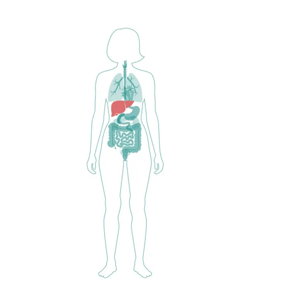 肝脏的向量例证 — 图库矢量图片