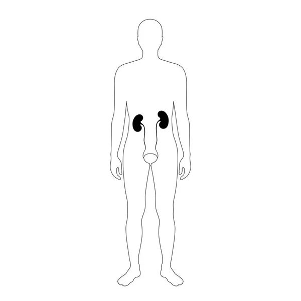 Ilustração vetorial do rim —  Vetores de Stock