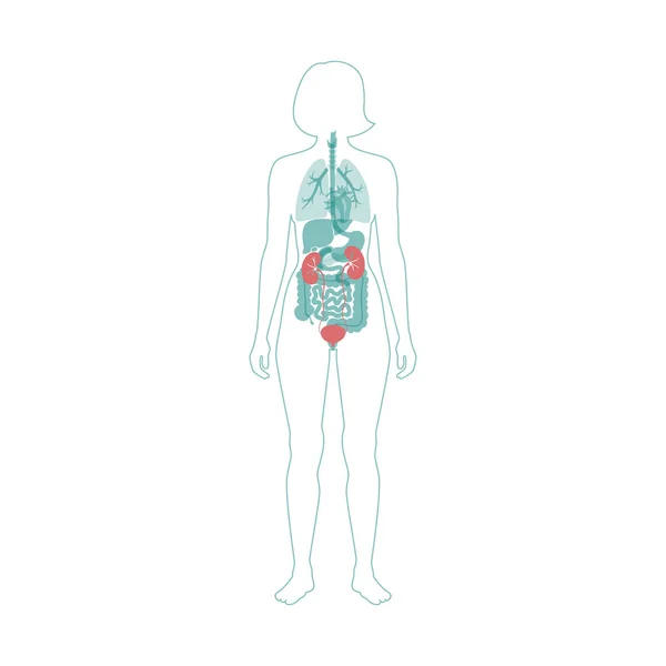 Ilustração vetorial do rim —  Vetores de Stock