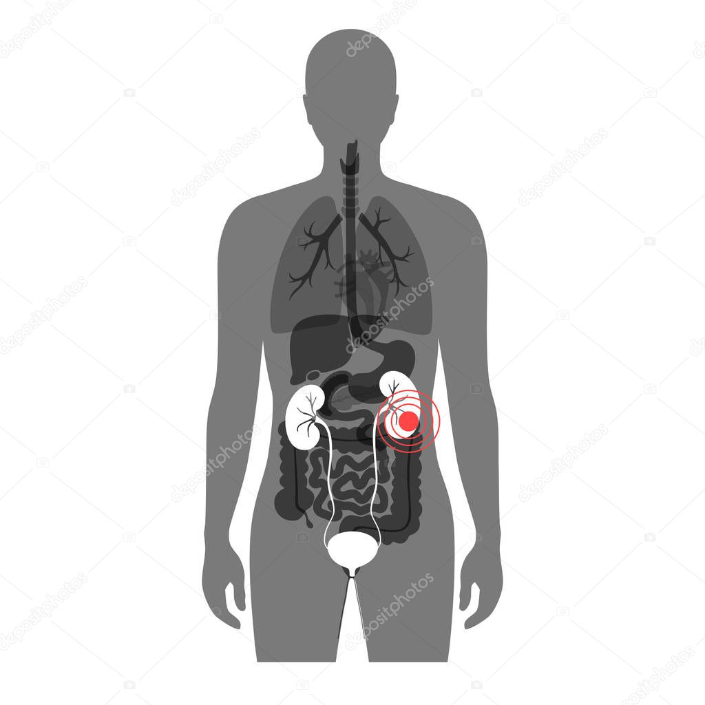 Vector isolated illustration of kidney anatomy. Human excretory system icon. Healthcare medical center, surgery, hospital, clinic, diagnostic logo. Internal donor organ symbol poster design. Donation