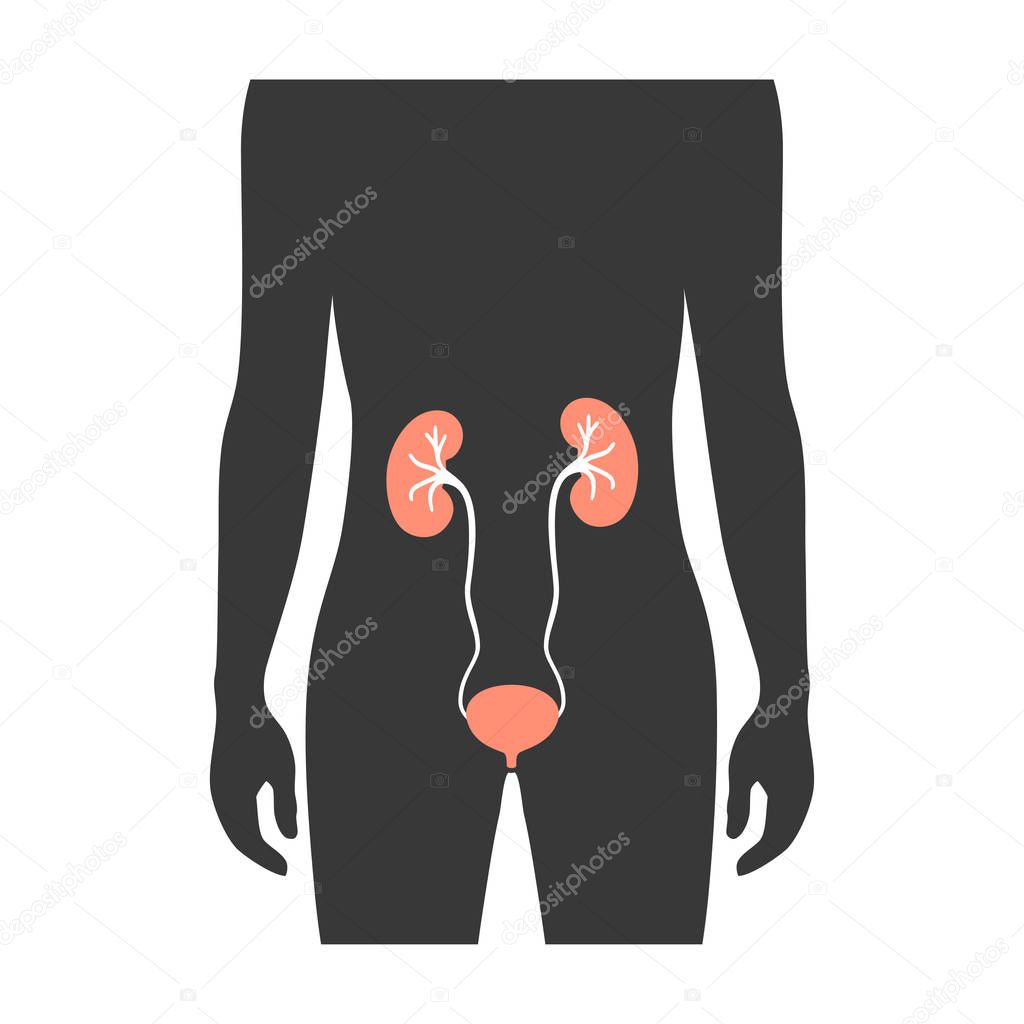 Vector illustration of kidney
