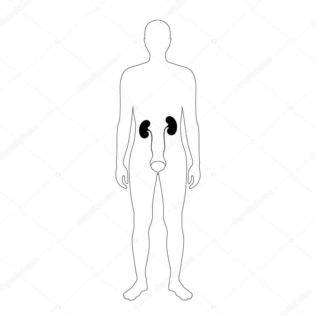 Vector isolated illustration of kidney anatomy. Human excretory system icon. Healthcare medical center, surgery, hospital, clinic, diagnostic logo. Internal donor organ symbol poster design. Donation