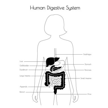 Sindirim sistemi izole vektör çizim