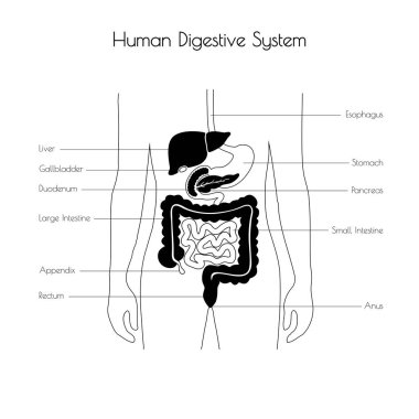 Sindirim sistemi izole vektör çizim