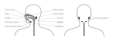Sindirim sistemi izole vektör çizim