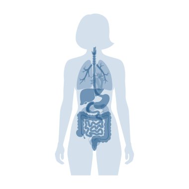 İnsan iç organları