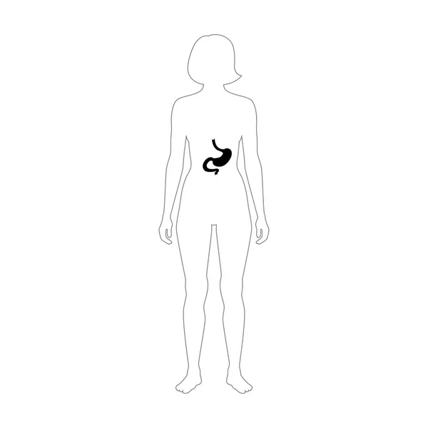 Vector estómago ilustración — Archivo Imágenes Vectoriales
