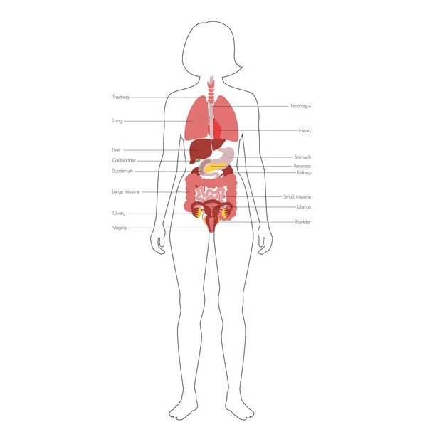 Vektor emberi belső szervek — Stock Vector
