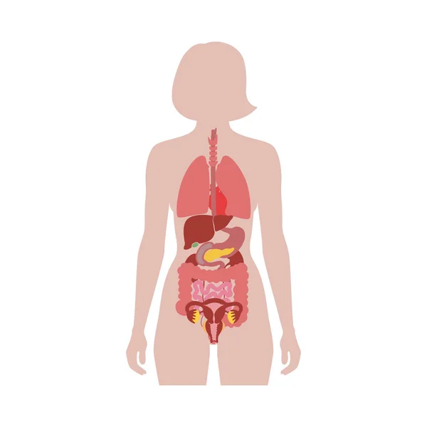 Vector de órganos internos humanos — Archivo Imágenes Vectoriales