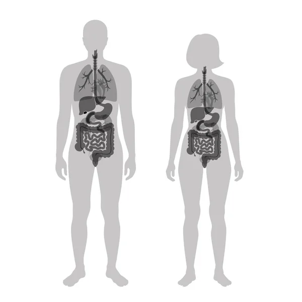 Organi interni umani — Vettoriale Stock