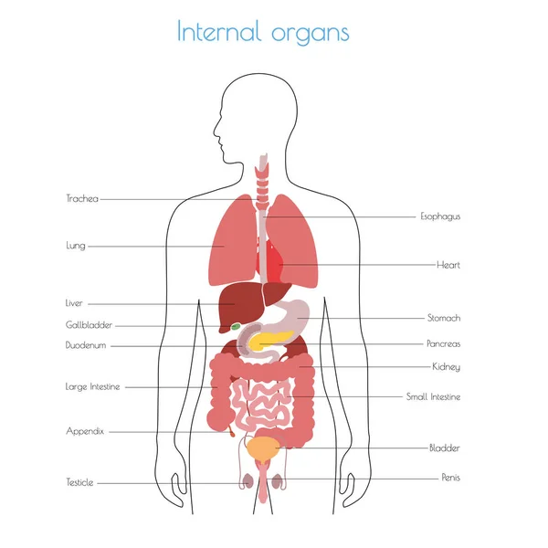 Vektor der inneren Organe des Menschen — Stockvektor