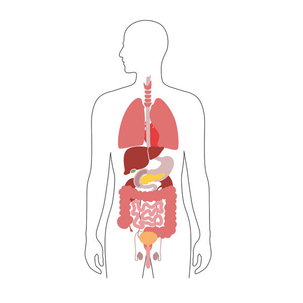 Вектор внутренних органов человека
