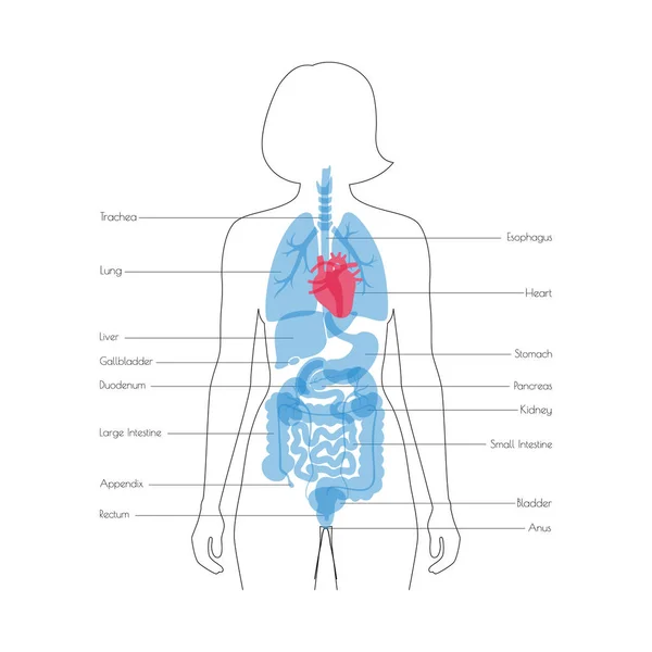 Vetor de órgãos internos humanos —  Vetores de Stock