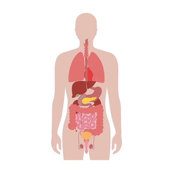 Menselijke interne organen vector — Stockvector