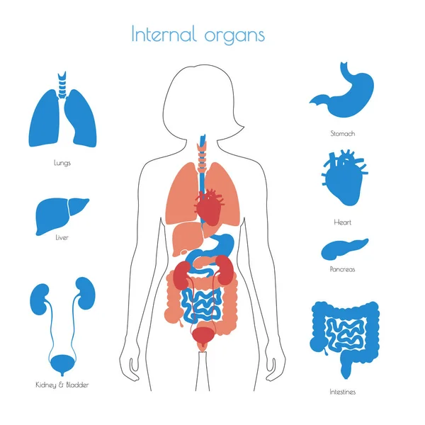Vector de órganos internos humanos — Vector de stock