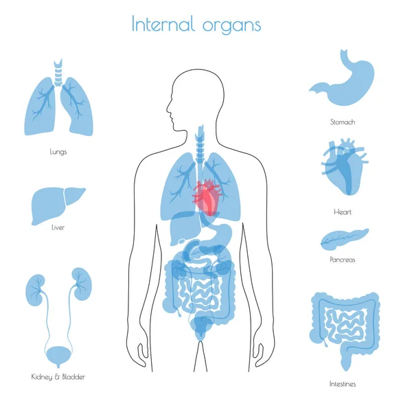 Organes internes humains vecteur — Image vectorielle