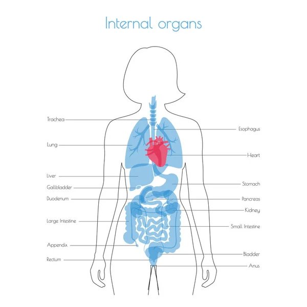 Organes internes humains vecteur — Image vectorielle