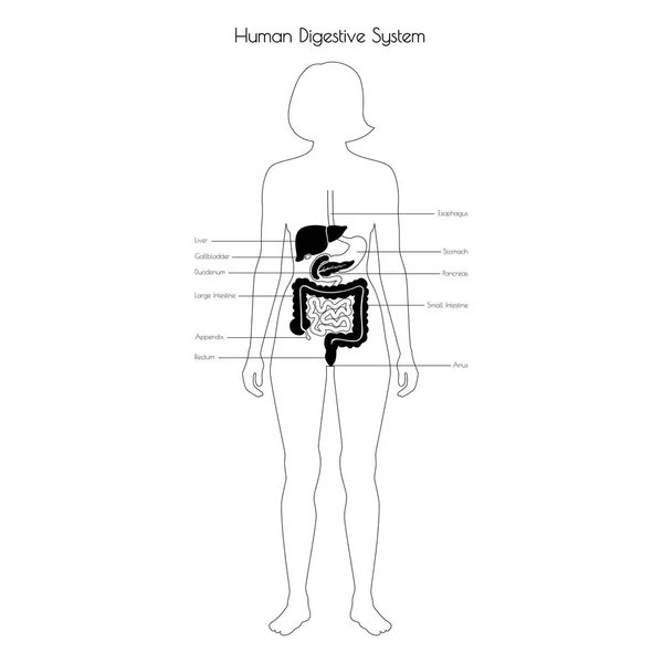 Ilustración aislada vectorial del sistema digestivo — Vector de stock