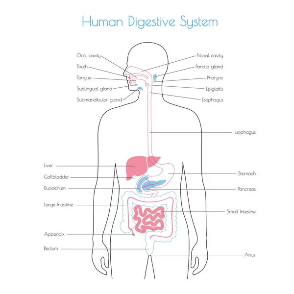 Ilustración aislada vectorial del sistema digestivo — Vector de stock