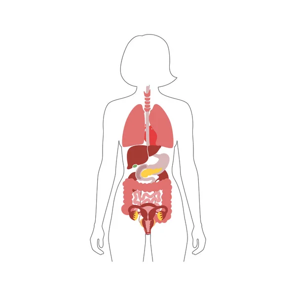 Vector de órganos internos humanos — Vector de stock