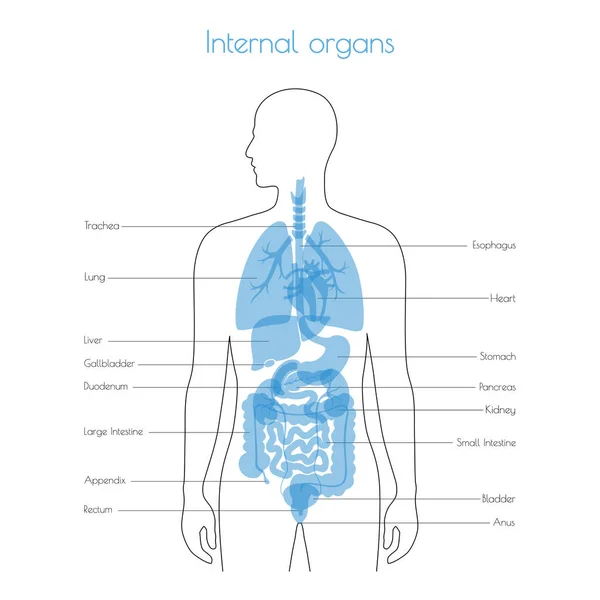 İnsan iç organlarını vektör — Stok Vektör