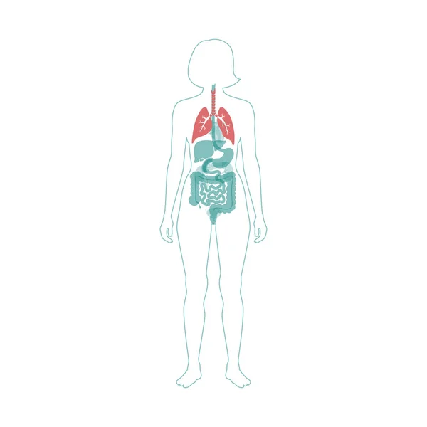Akciğerin izole edilmiş vektör illüstrasyonu — Stok Vektör
