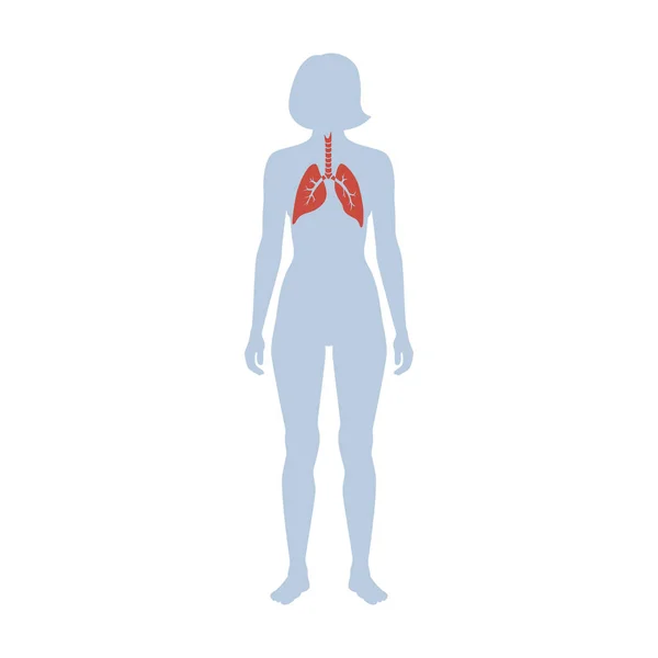 肺のベクトル分離図 — ストックベクタ