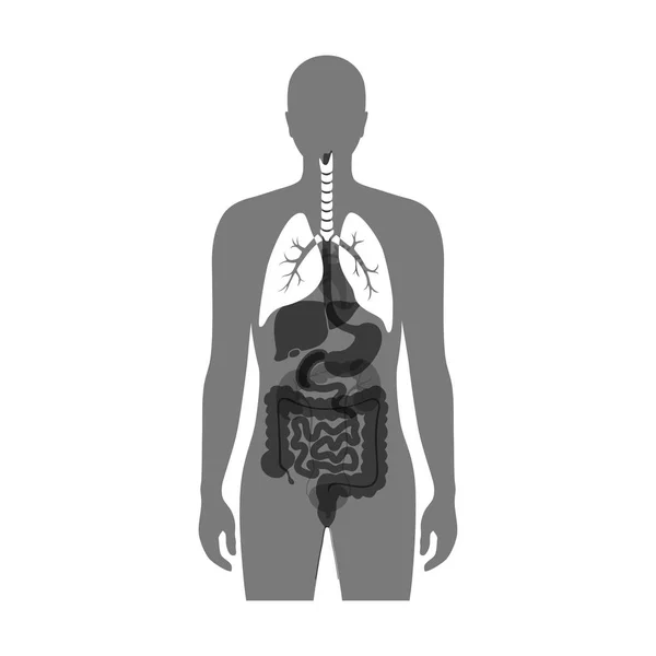 Ilustração vetorial isolada do pulmão —  Vetores de Stock