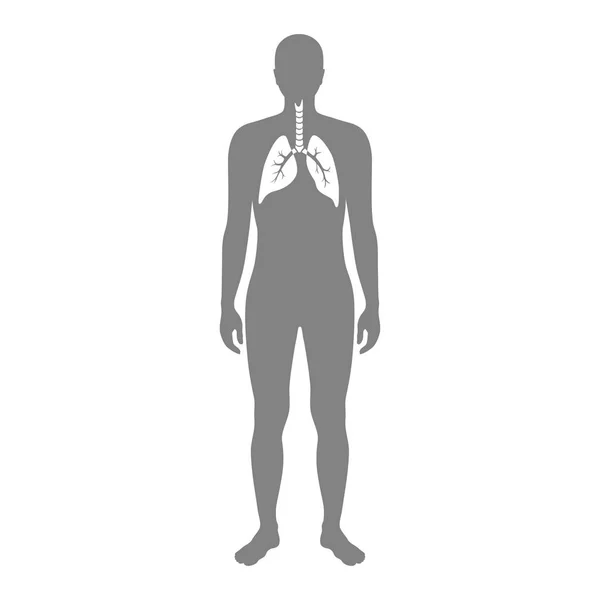 肺のベクトル分離図 — ストックベクタ
