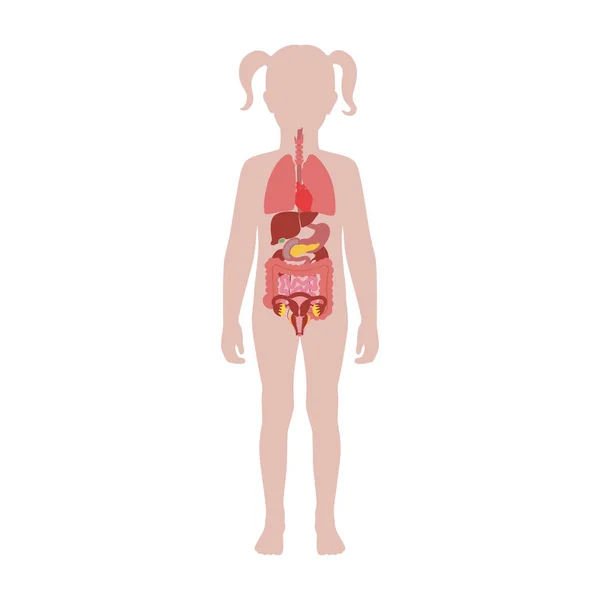 Vettore di organi interni umani — Vettoriale Stock