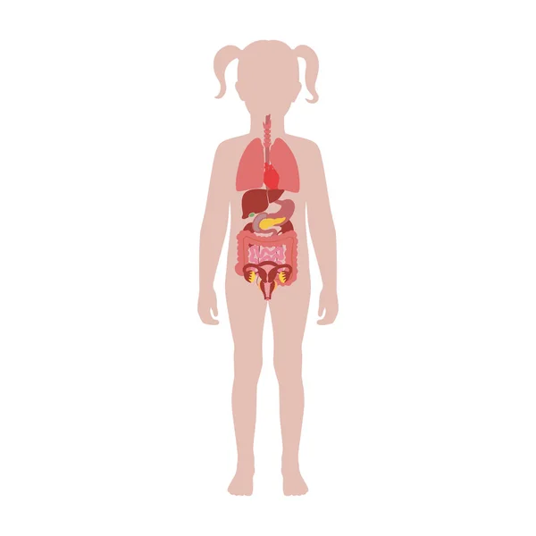 Human internal organs vector — Stock Illustration Human internal organs vector Royalty Free Stock Vectors