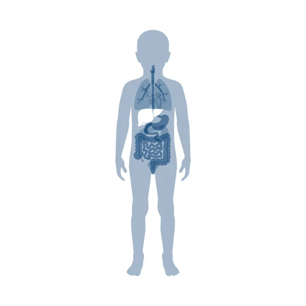 Vector isolated illustration of liver