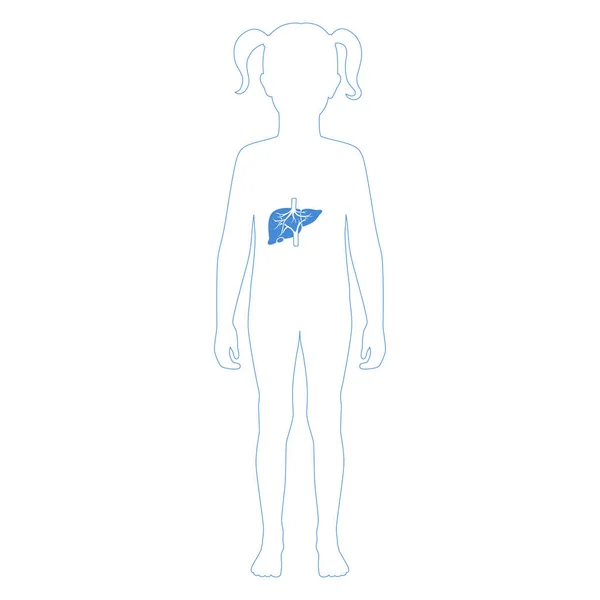 Ilustración aislada vectorial del hígado — Archivo Imágenes Vectoriales