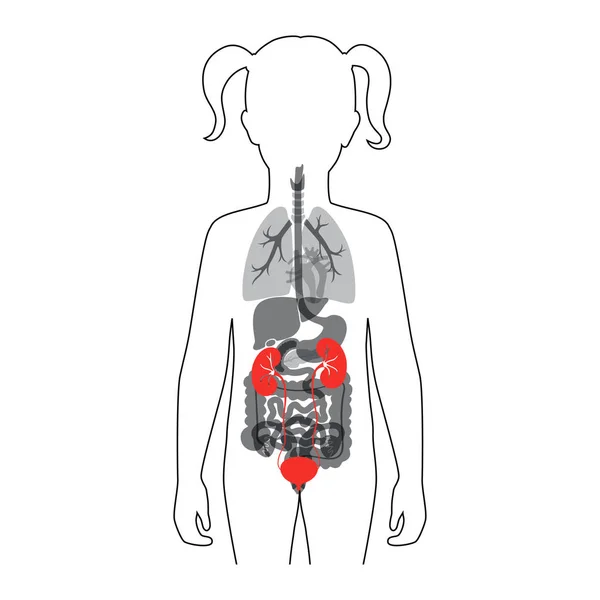 Ilustración aislada vectorial del riñón — Vector de stock