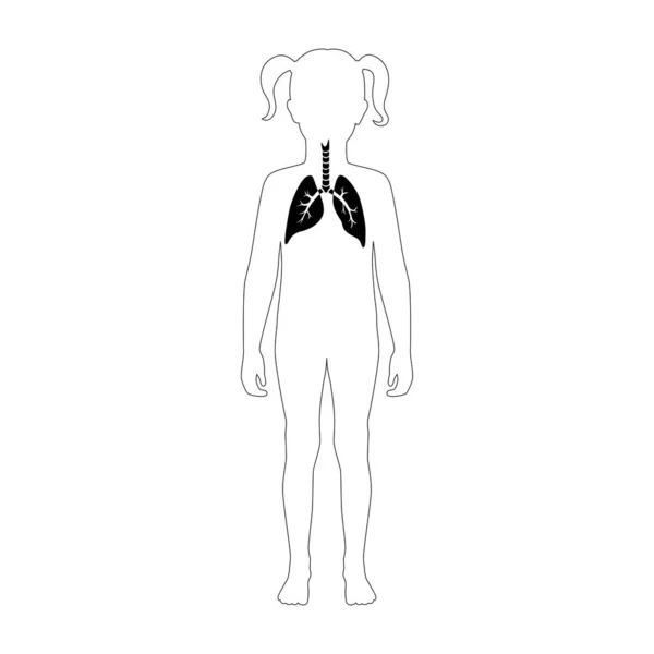 벡터가 분리 된 폐의 그림 — 스톡 벡터