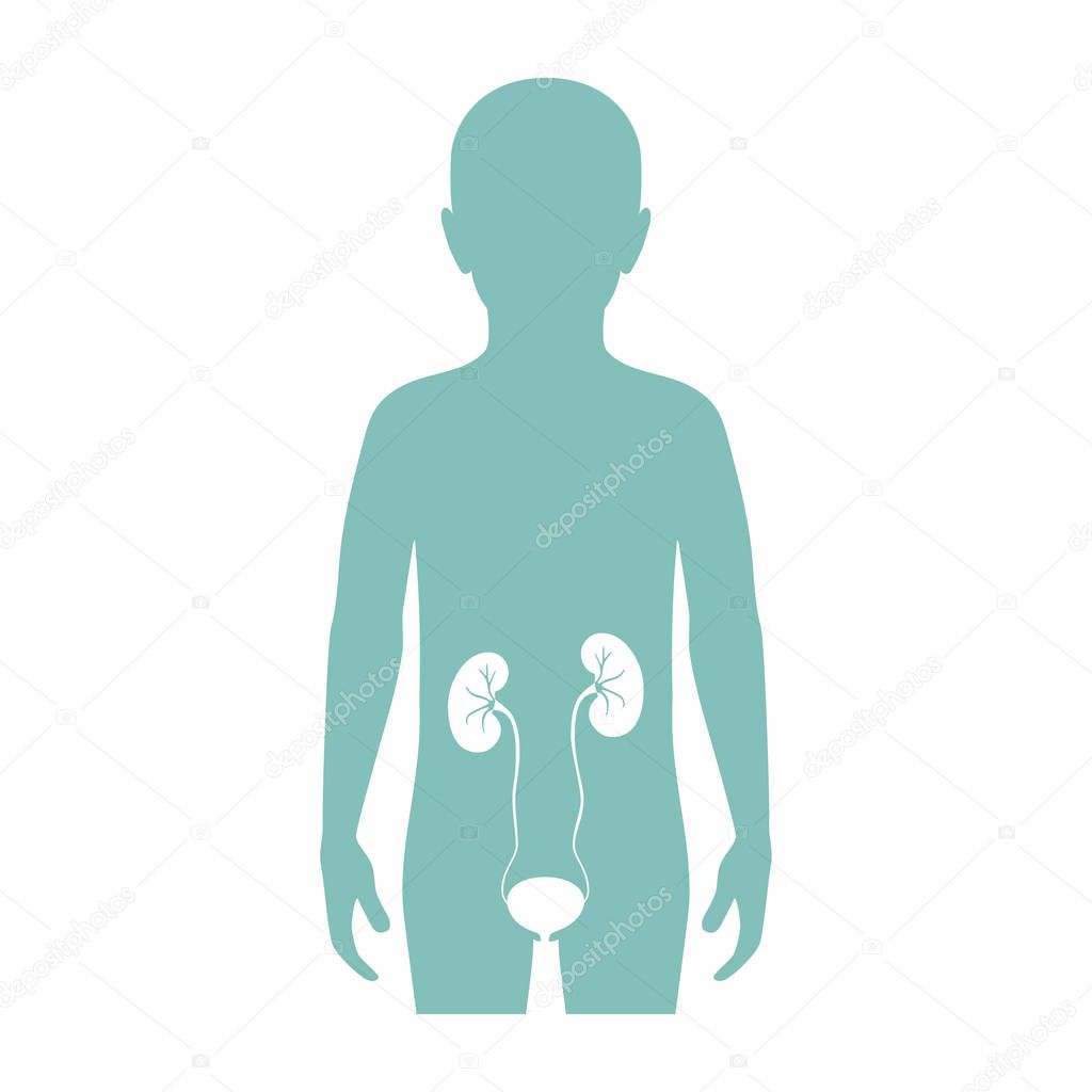 Vector isolated illustration of kidney anatomy in boy body. Human excretory system icon. Healthcare medical center, surgery, hospital, clinic logo. Internal donor organ symbol poster design. Donation