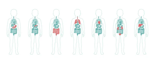 Illustratie van kindinterne organen in het lichaam van de jongen — Stockvector