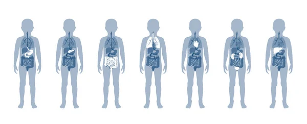 Ilustración de los órganos internos del niño en el cuerpo del niño — Vector de stock