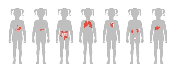 Human internal organs vector — Stock Illustration Human internal organs vector Royalty Free Stock Illustrations