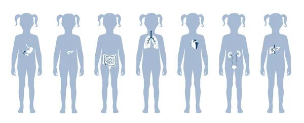 Human internal organs vector — Stock Vector