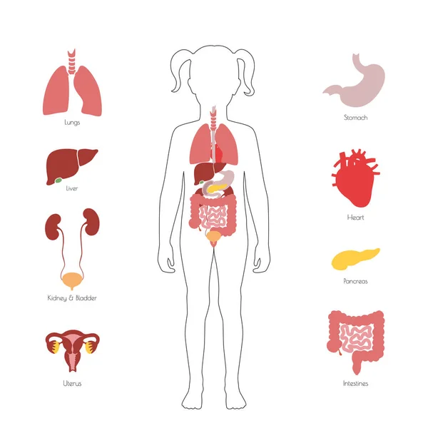 Human internal organs vector — Stock Illustration Human internal organs vector Royalty Free Stock Illustrations