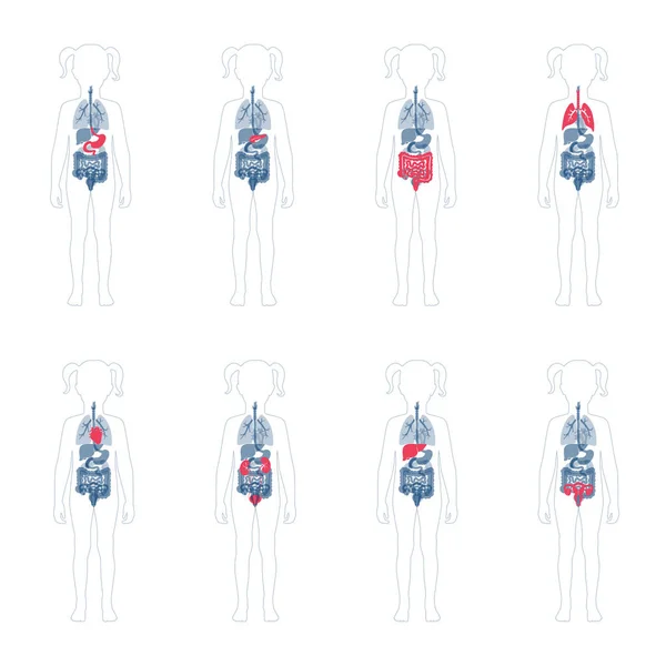 Human internal organs vector — Stock Illustration Human internal organs vector Vector Graphics