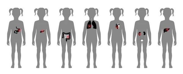 Human internal organs vector — Stock Illustration Human internal organs vector Vector Graphics